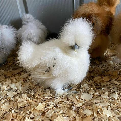 silkie chicks for sale sexed|White Silkie Bantams for Sale .